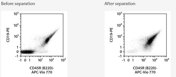 Separation of a spleen sample using the StraightFrom Spleen CD19 MicroBead Kit, mouse and the autoMACS NEO Separator. Cells were fluorescently stained with CD19-PE and CD45R (B220)-APC-Vio 770 and analyzed by flow cytometry using the MACSQuant Analyzer. Cell debris and dead cells were excluded from the analysis based on scatter signals and 7-AAD fluorescence.